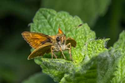 Close-up of insect on leaf