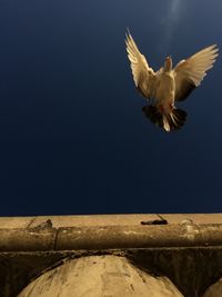 Low angle view of bird flying against clear sky