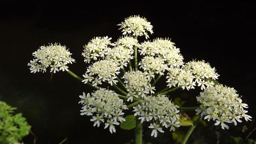 White flowers blooming at night