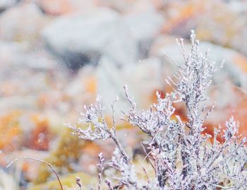 Close-up of tree during winter