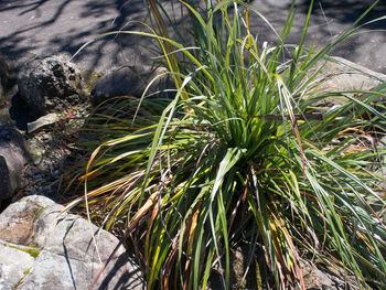 Close-up of plants