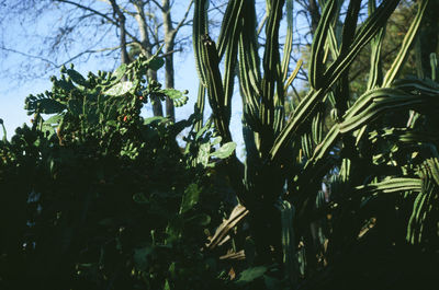 Low angle view of flowering plants against sky