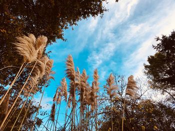 Low angle view of trees against sky