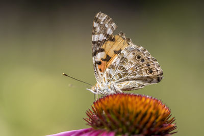 Close-up of butterfly pollinating on flower