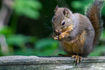 Close-up of squirrel