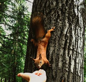 Cat on tree trunk