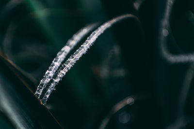 Close-up of frozen plant