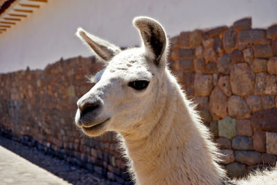 Close-up of an animal looking away