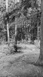 Trees on field in forest