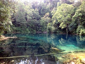 Reflection of trees in river