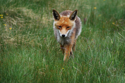 Portrait of cat on grass