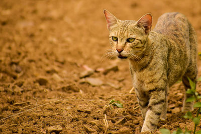 Portrait of tabby cat on field