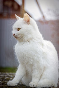 Close-up of a cat looking away