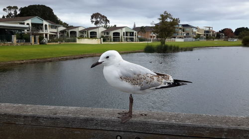 Seagull perching on shore against sea