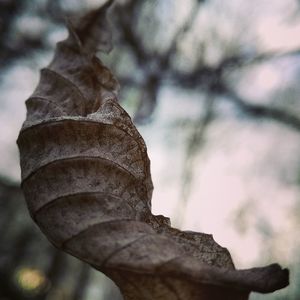 Close-up of dry leaf on tree