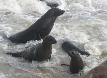 Duck swimming in sea