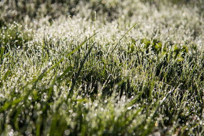 Close-up of plants growing on field