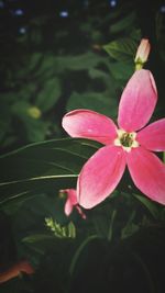 Close-up of frangipani blooming outdoors