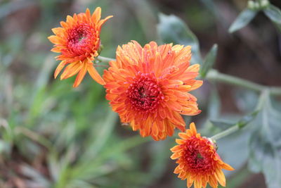 Close-up of flower blooming outdoors