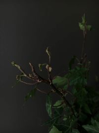 plant