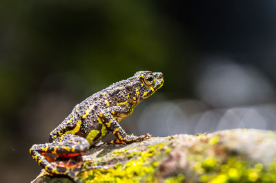 Close-up of lizard on leaf