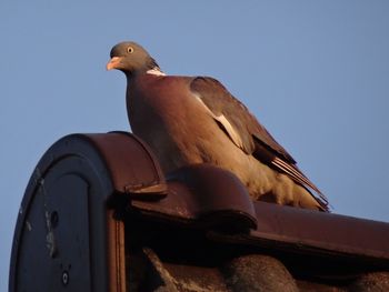 Low angle view of bird perching against clear sky