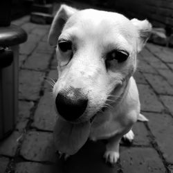 Close-up portrait of dog