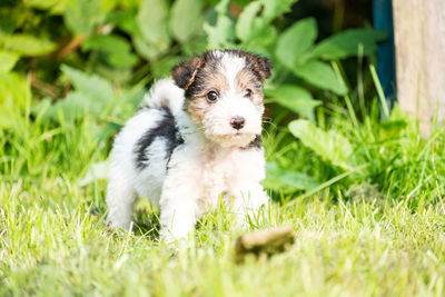 Close-up of puppy on grass