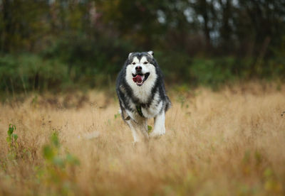 Dog running in a field