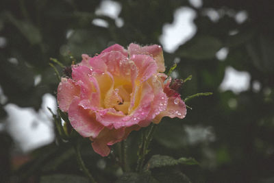 Close-up of wet pink flower blooming outdoors