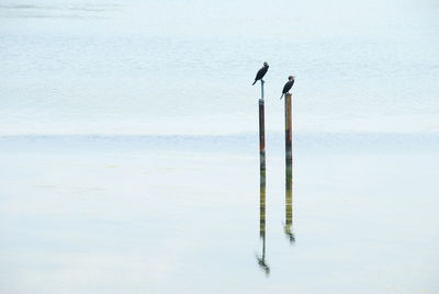 Bird perching on wooden post in sea