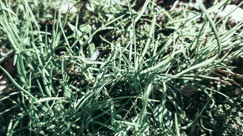 Full frame shot of plants growing on field