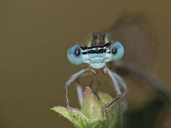 Close-up of insect