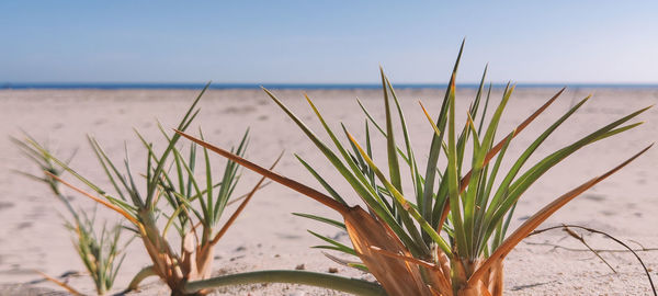 Close-up of plants growing on beach against sky