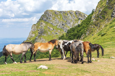 Horses in a field