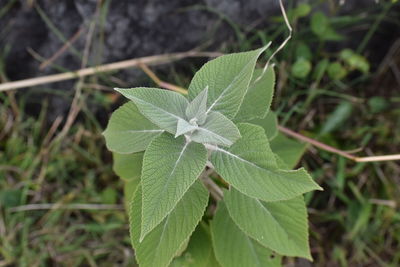 Close-up of green leaves on plant