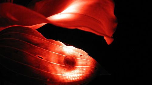 Close-up of light bulb over black background