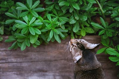 Close-up of a cat