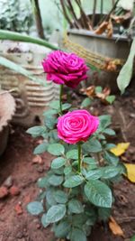 Close-up of pink rose flower on field