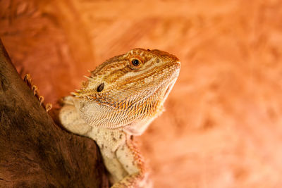 Close-up of a reptile looking away