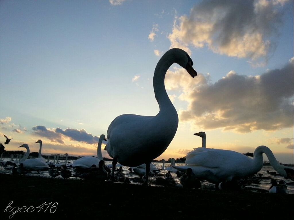 bird, animal themes, swan, water, animals in the wild, wildlife, sky, lake, sunset, nature, cloud - sky, beak, beauty in nature, water bird, reflection, outdoors, tranquility, river, two animals