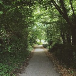 Pathway along trees