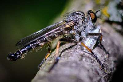 Close-up of fly