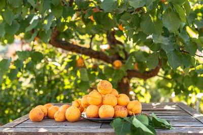 Close-up of apricots on table against fruit tree at farm