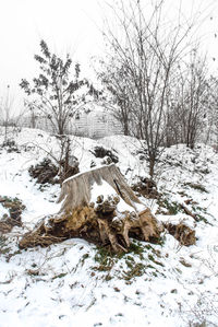 Bare trees on snow covered landscape