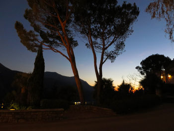 Silhouette of trees at night