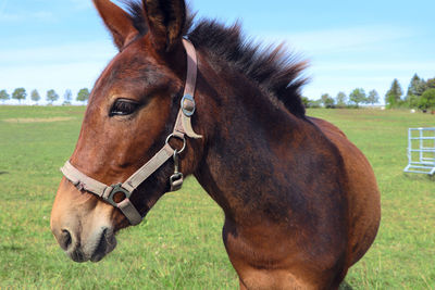 Close-up of a horse on field