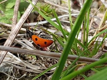 Close-up of ladybug on grass