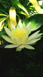 Close-up of white flower