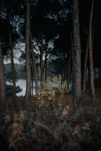 Trees growing in forest